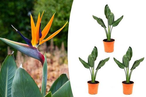 Set van 3 Paradijsvogelplanten (15 - 25 cm)