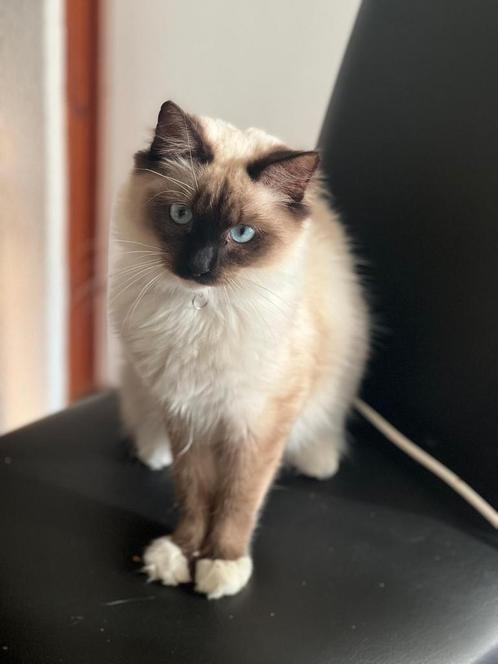 Siberische ragdoll kitten