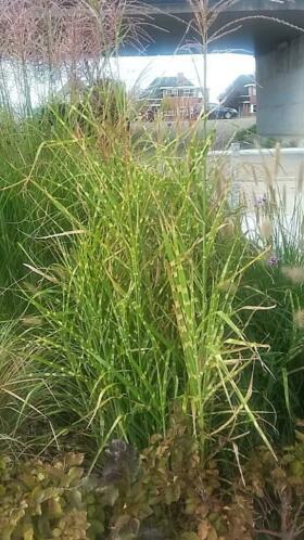 sier grassen diverse soorten vanaf 3,95 in 2 liter pot