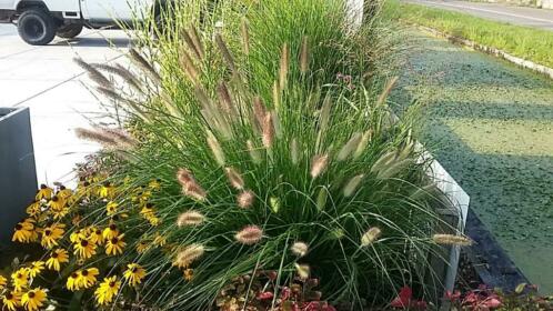 sier grassen o.a Stipa ponytails, Japans bloedgras, Carex