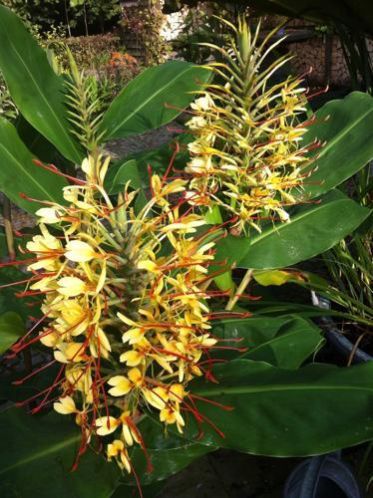 Siergember, Hedychium. Grote, bloemen, 