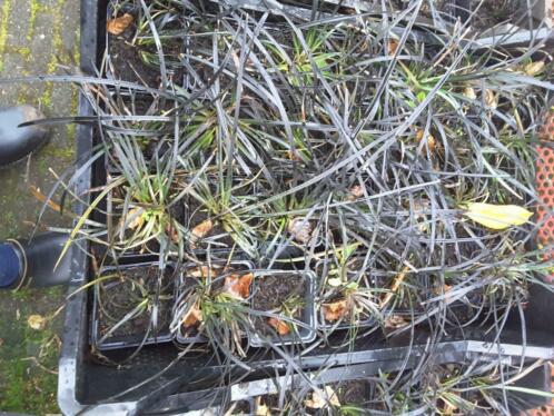 Siergras Ophiopogon planiscapus 039Niger039 P9 pot zwart gras