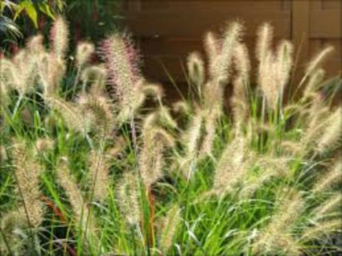 siergras pennisetum hameln lampenpoetsersgras tuin border