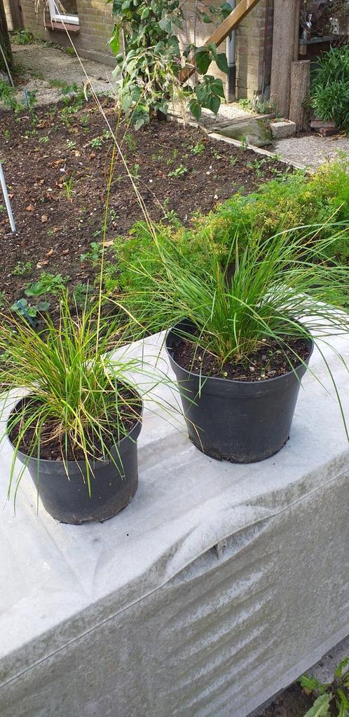 Siergras Ruwe smeleDeschampsia cespitosa