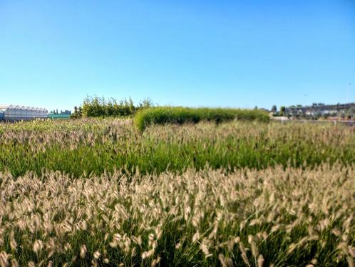 siergrassen o.a. lampenpoetsersgras, Miscanthus, Panicum