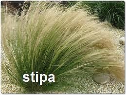 Siergrassen Stipa Tenuifolia en Bont liesgras
