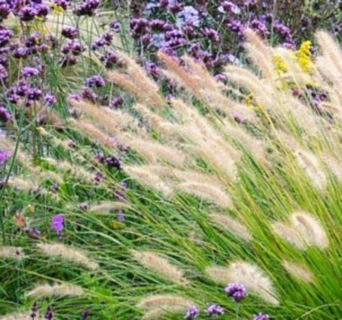 Sierlijke siergrassen als lampenpoetser carex sesleria