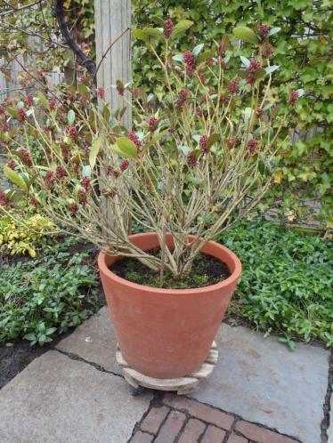 Skimmia in grote aardewerk pot