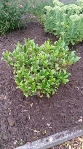 Skimmia japonica 