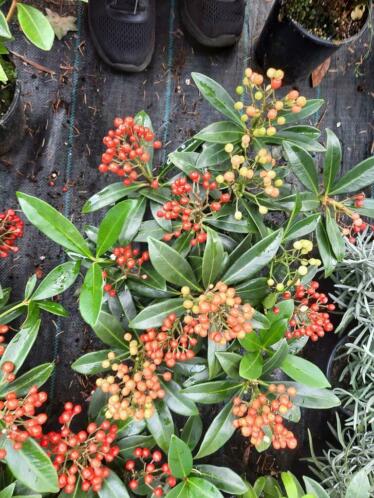 Skimmia rubella pabella  6.50 3voor 15 lavendel 3 voor 5