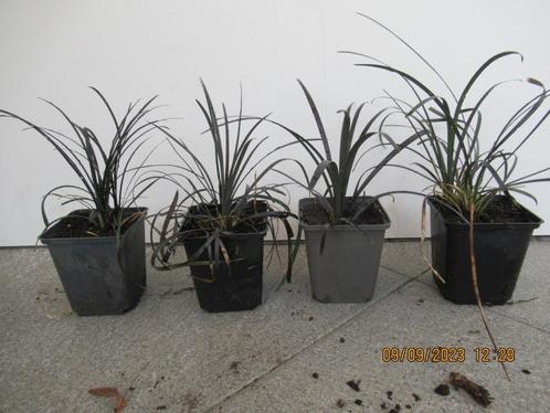 Slangebaard (ophiopogon) Zwart gras 1.00 per stuk