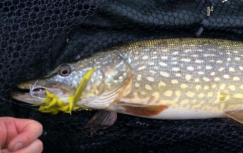 Snoekstreamers met dubbele magnum zonkerstaart Serie J