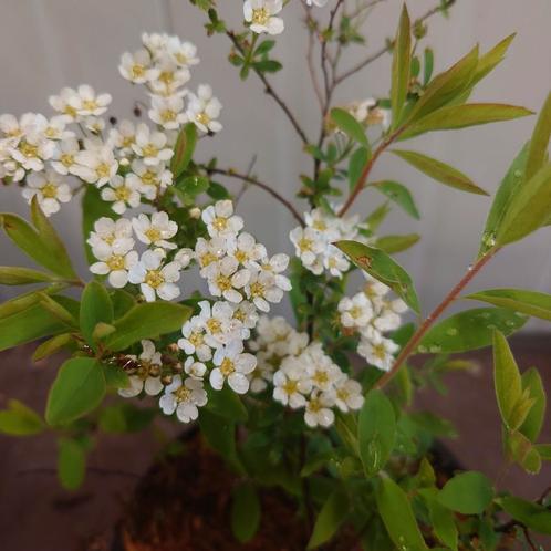 Spiraea Grefsheim Een prachtige, witte bloemen