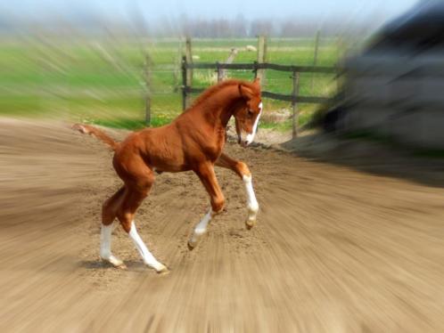 Stageplaats opfok en paardenrusthuis (Aequor stage)