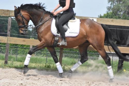 Stageplaatsen paarden- verzorging  training  verkoop