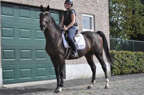 Stageplaatsen Paarden- Verzorging  Training  Verkoop