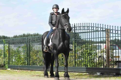 Stageplaatsen Paarden- Verzorging  Training  Verkoop