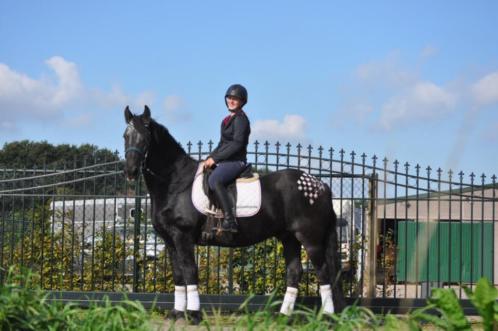 Stageplaatsen Paarden- Verzorging  Training  Verkoop