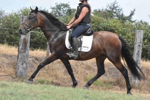 Stageplaatsen paarden- verzorging  training  verkoop