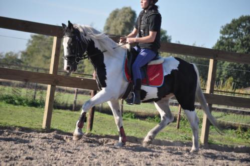 Stageplaatsen Paarden- Verzorging  Training  Verkoop