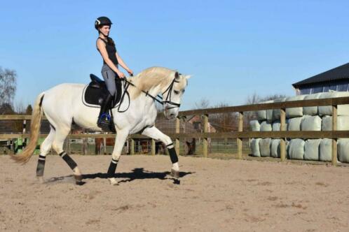 Stageplaatsen Paarden- Verzorging  Training  Verkoop