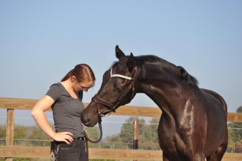 Stageplaatsen Paarden- Verzorging  Training  Verkoop