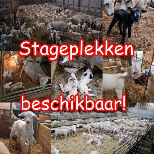 Stageplekken beschikbaar schapen, aflammerstage, schaap, lam