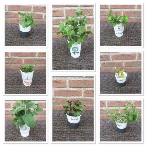 Stekjesbox  8 muntplanten soorten incl verzenden