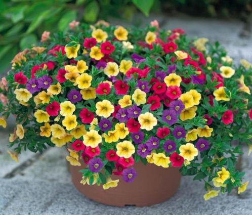 Stekperkplanten Calibrachoa Geraniums Bacopa Surfinia Bidens