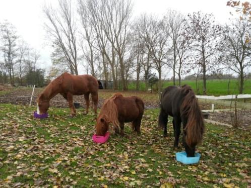 Stichting Evita zoekt paardenverzorgers