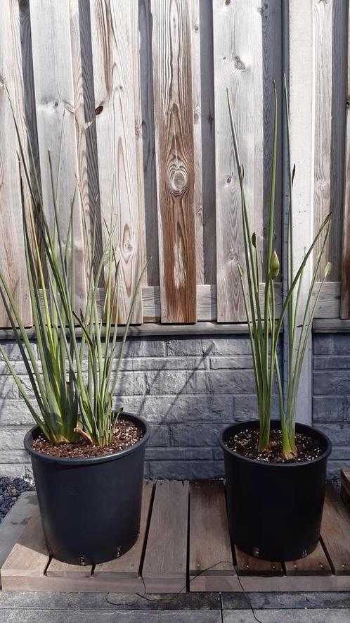 strelitzia juncea rode paradijsvogelbloem zeldzaam