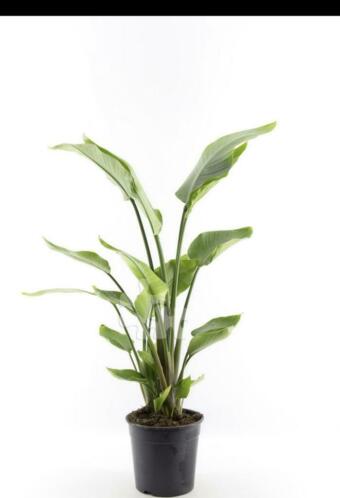 Strelitzia kamerplant 100cm