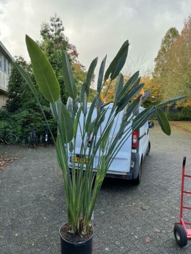 strelitzia reginae 10 bloem potmaat 38-40 cm hoogte 200-220