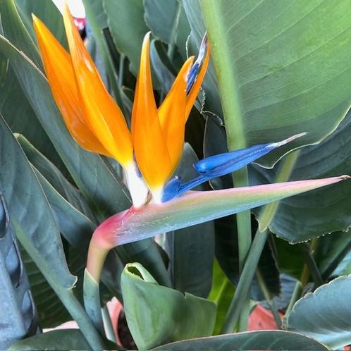 Strelitzia Reginae 7  bloem.