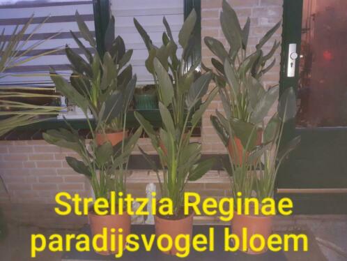 Strelitzia Reginae paradijsvogel bloem