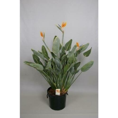 Strelitzia reginae - Paradijsvogelbloem 110-140cm art93621