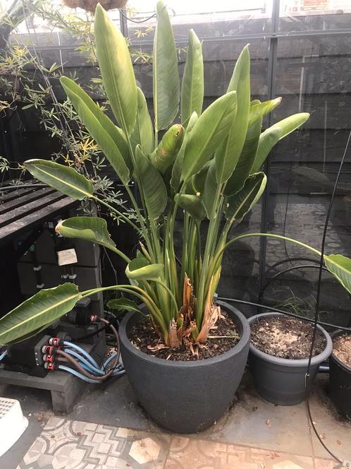 Strelitzia reginae te koop met 4 opkomende bloemen