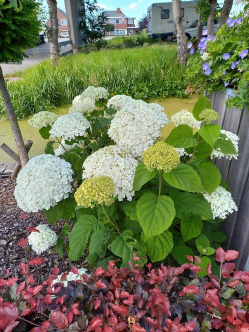Strong annabelle in 3 liter pot 9,95