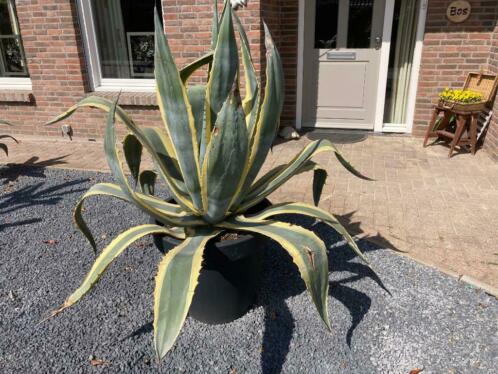 Super grote Agave (s)