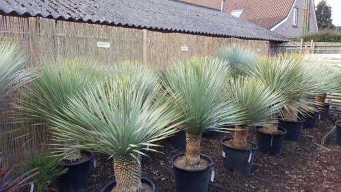 Superdikke Yucca rostrata039s  ZATERDAG GEOPEND 