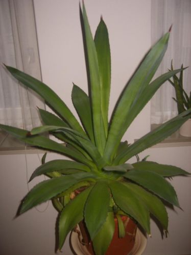 SUPERMOOIE GROTE AGAVE agaves vetplant planten cactus
