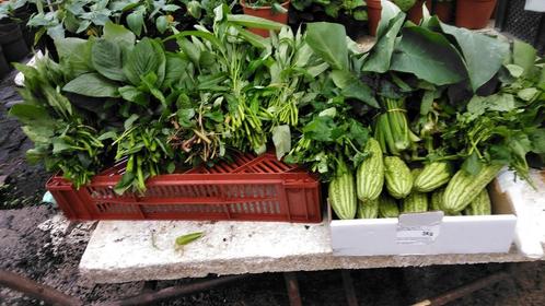 Surinaamse onbespoten groente en planten te koop vanaf 1,