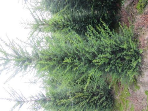 Taxus