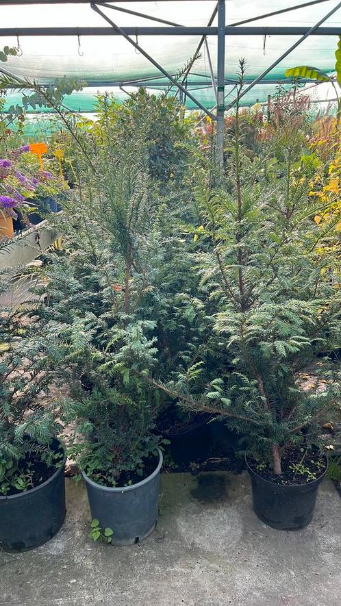 Taxus Baccata 100125 cm nu slechts 12,50