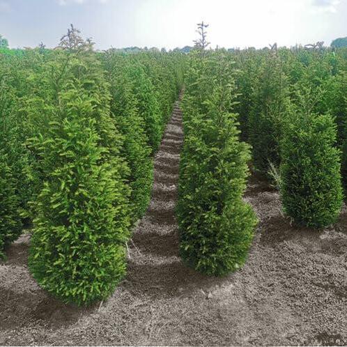 Taxus Baccata 160-180cm