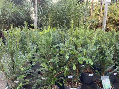 Taxus baccata 5060 cm