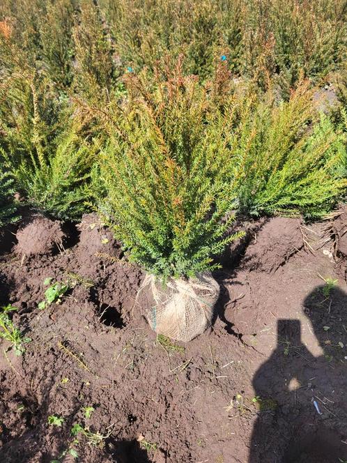 Taxus baccata 5060cm te koop