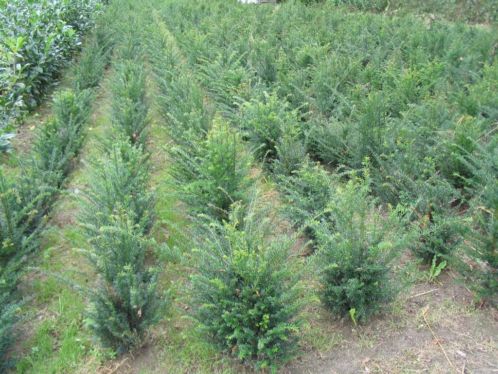 Taxus baccata