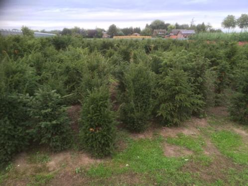 Taxus baccata 80-100