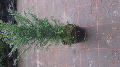 Taxus Baccata, ALLE MATEN, LAAGSTE PRIJS